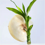 Omnia Crystalline EDT 50ml